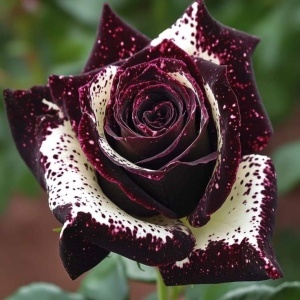 Trandafiri Rosa Spectrum Hibrizi Bloody Velvet - Anul 3 - Ghiveci 2L