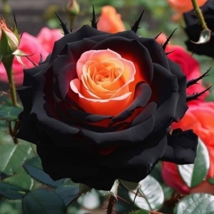 Trandafiri Rosa Spectrum Hibrizi Evil Lotus - Anul 3 - Ghiveci 2L