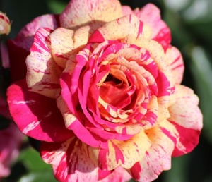 Trandafiri teahibrizi - Broceliande - Ghiveci 2L - Img 2