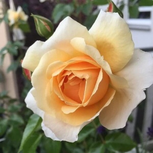 Trandafiri teahibrizi - Casanova - Radacina ambalata- Anul 2