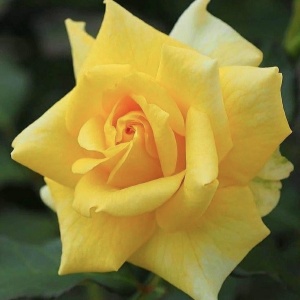 Trandafiri teahibrizi - Golden Delight - Ghiveci 2L - Aqua Flowers - Img 3