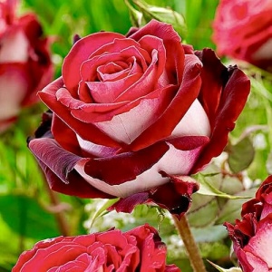 Trandafiri teahibrizi - Osiria - Anul 3 - Ghiveci 2L