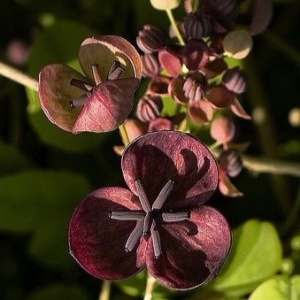 Viță de ciocolată (Akebia quinata) – Ghiveci 2L