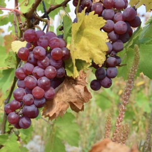 Vita de Vie - Chasselas - Anul 2 - Ghiveci 2L - Aqua Flowers - Img 3