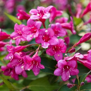 Weigela - Pink - Ghiveci 2L - Img 1