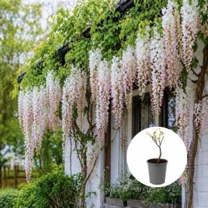 Wisteria Glicina - Multicolora Alb cu Roz - Ghiveci 3L - 40 - 50 cm