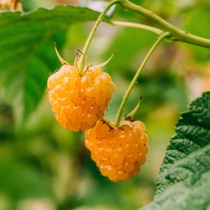 Zmeur Remontat „Fallgold” – Rădăcină ambalată