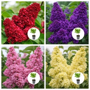 🌸 Colecția Regală de Liliac – 4 Culori Spectaculoase la Ghiveci P9