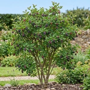 🤍🌿 Amelanchier (Pomul de Stafide) – Radacina Ambalata