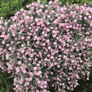 Andromeda polifolia – Ghiveci 2L
