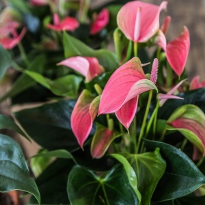 Anthurium Sweet Pink – Ghiveci