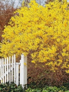 Arbore/arbust - Forsythia - rădăcină ambalată - Aqua Flowers - Img 2