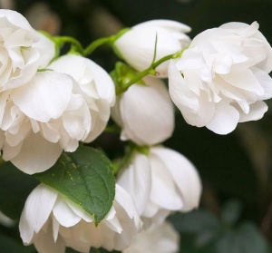 Arbore/arbust - Iasomie cu flori duble Snowbelle - rădăcină ambalată - Aqua Flowers - Img 2