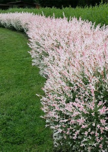 Arbore/arbust - Salcie Japoneză (Salix Flamengo) - Tufa - inălțime la livrare 50cm-60cm - ghiveci - Aqua Flowers - Img 3