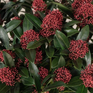 Arbust - Liliac Japonez – Skimmia Japonica Red – Ghiveci - H 50 cm