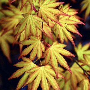 Arbust ornamental - Artar Japonez - Katsura – Ghiveci 2L - Img 4