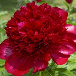 Arbust ornamental - Bujor Red Charm - ghiveci 3L - Img 4