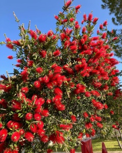 Arbust ornamental - Callistemon Citrinus - Ghiveci 3L - înălțime 90-120 cm la livrare - Tufa - Aqua Flowers - Img 3