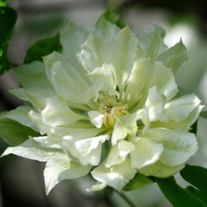 Arbust ornamental - Clematis - Yukosi - Ghiveci 2L - Img 3