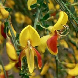 Arbust ornamental - Cytisus - La Coquette - ghiveci 1.5L