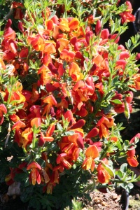 Arbust ornamental - Cytisus - Lena - ghiveci 1.5L - Img 3