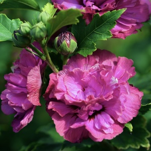 Arbust ornamental - Hibiscus Syriacus Dublu - Duc de Brabant - Img 1