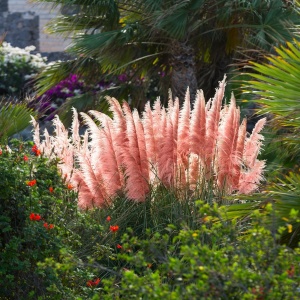 Arbust ornamental - Iarbă de Pampas Roz - Ghiveci 2L - Img 1