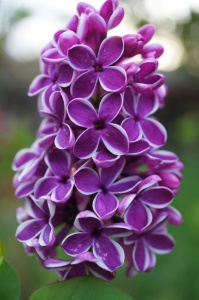 Arbust ornamental - Liliac Sensation - ghiveci 2L - înălțime la livrare 70-90cm - Aqua Flowers - Img 3