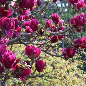 Arbust ornamental - Magnolia Genie - Ghiveci