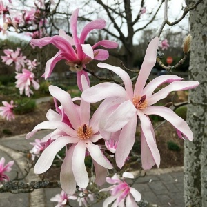 Arbust ornamental - Magnolia Stellata Rosea - Ghiveci