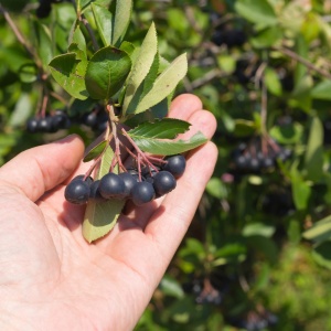Aronia Nero - Ghiveci - Anul 2 H 30 - 40 cm - Img 2
