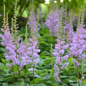 Astilbe - Lavander Love – Pachet 1 Rădăcină