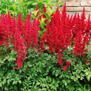 Astilbe - Red – Pachet 1 Rădăcină