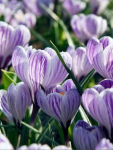 Branduse - Crocus - Pickwick Pachet 5 Bulbi