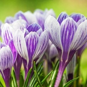 Branduse - Crocus - Pickwick Pachet 5 Bulbi