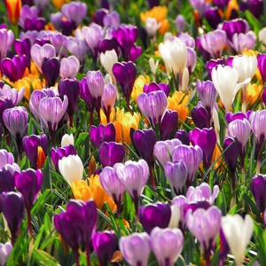 Branduse - Crocus Violet, Liliac, Galbene, Albe - Pachet Mix 30 Bulbi - Img 2