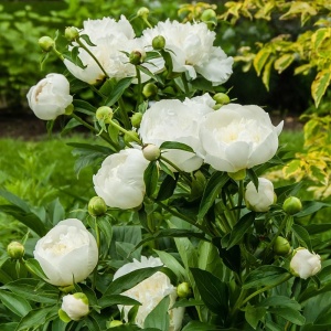 Bujor - Duchesse De Nemours – Pachet 1 rădăcină - Aqua Flowers - Img 3