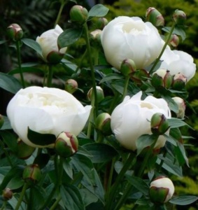 Bulb Bujor - Duchesse De Nemours-1Rizom - Img 2