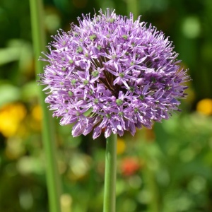 Bulbi Alium Beau Regard – Pachet 5 Bulbi