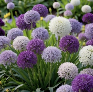 Bulbi Alium Mix – Pachet 3 Bulbi