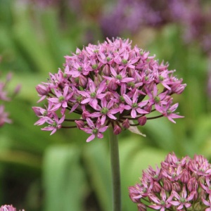Bulbi Alium Pink Jewel – Pachet 5 Bulbi - Img 3