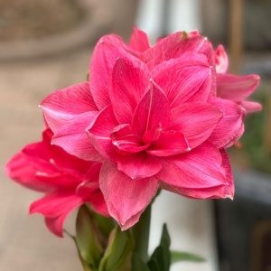 Bulbi Amaryllis - Candy Nymph - 1 bulb