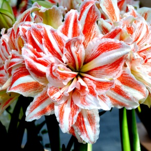 Bulbi Amaryllis Dublu - Dancing Queen - 1 bulb