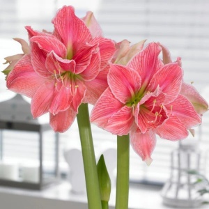 Bulbi Amaryllis Dublu - Rilona - 1 Bulb