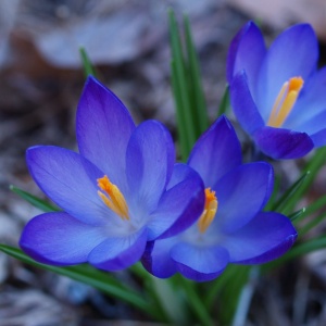 Bulbi Branduse Albastre – Blue Crocus – Pachet 10 Bulbi