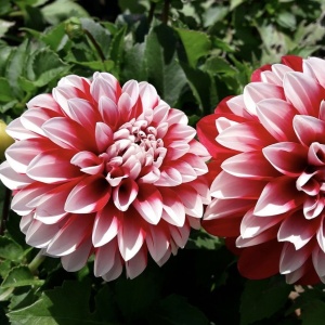 Bulbi Dalia - Little Tiger - Pachet 1 bulb - Aqua Flowers - Img 2