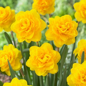 Bulbi de Narcise Duble Thunder Gold – Pachet 3 Bulbi