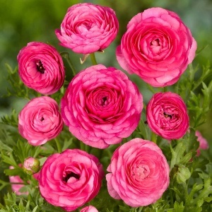 Bulbi de Ranunculus Blush Pink - Pachet 10 Bulbi