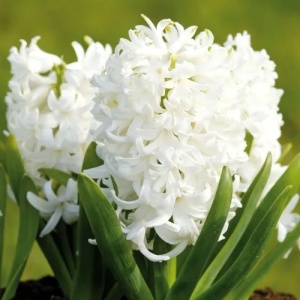 Bulbi de Zambile Pure White – Pachet 3 Bulbi