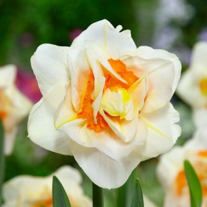 Bulbi Duble - Flower Drift - Pachet 3 Bulbi